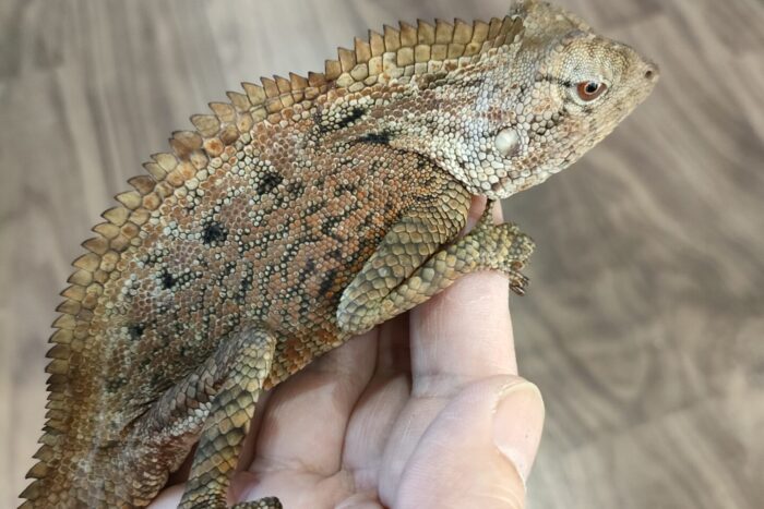 ボルネオドリアエモリドラゴン ♂