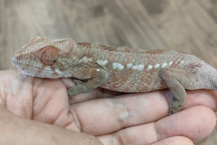 パンサーカメレオン(アンビローブレッド) ♀