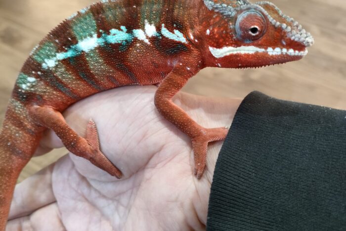 パンサーカメレオン(アンビローブレッド) ♂