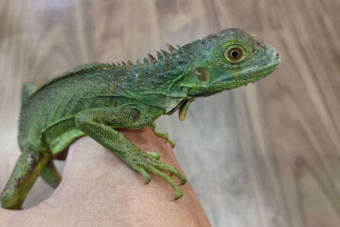 グリーンイグアナ(ニカラグア)