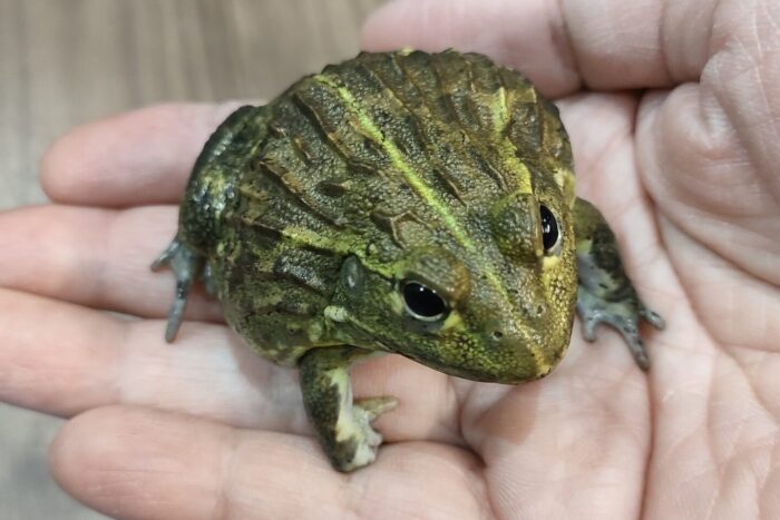 アフリカウシガエル