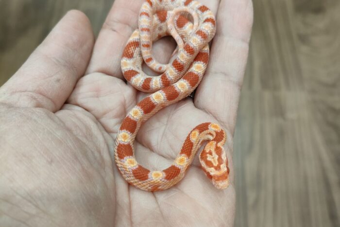 コーンスネーク(アメラニ) ♂