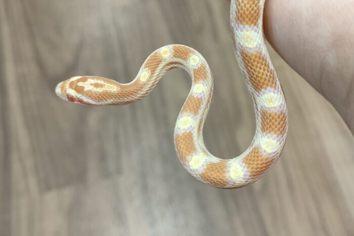 コーンスネーク(バター het ストライプ) ♂