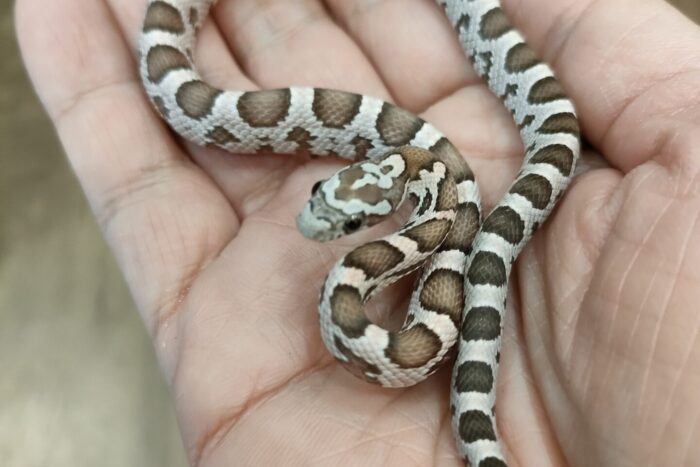 コーンスネーク(コーラルゴースト het アメラニ) ♂