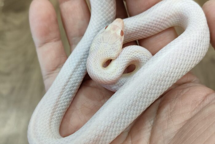 コーンスネーク(グレイシャー) ♀