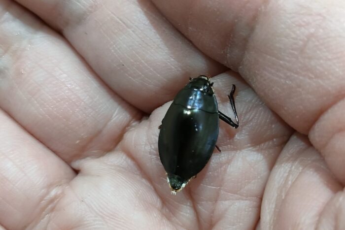 オキナワオオミズスマシ