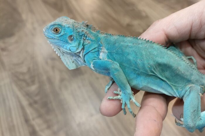 ブルーイグアナ