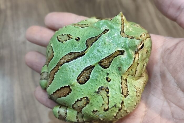 アマゾンツノガエル(グリーン)