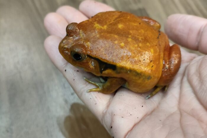 サビトマトガエル