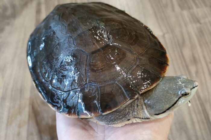 ヒラリーカエルガメ