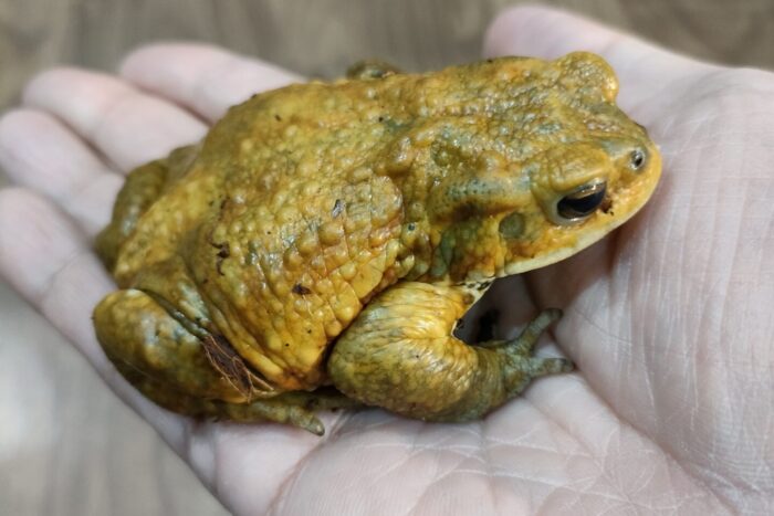 ミヤコヒキガエル