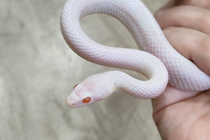 コーンスネーク(ブリザード) ♂