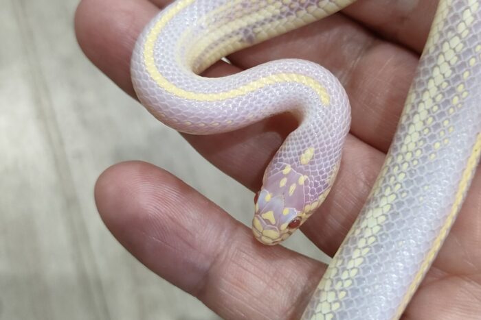 コーンスネーク(アルビノストライプ) ♂