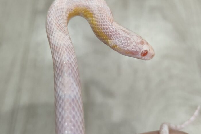 コーンスネーク(スノー het チャコール) ♂