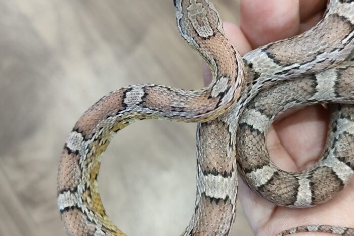 コーンスネーク(アネリ het アメラニ) ♂