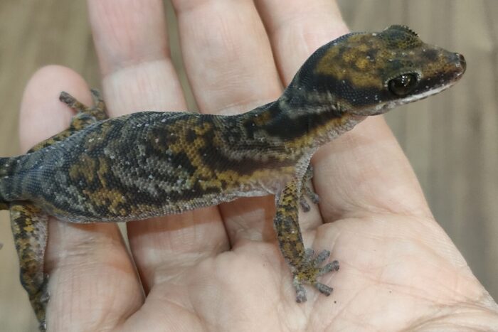 ハスオビビロードヤモリ