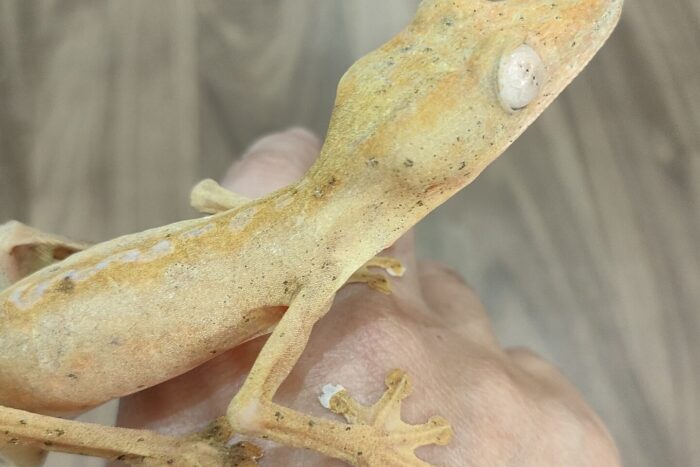 スジヘラオヤモリ