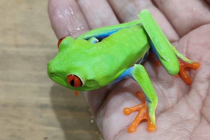 アカメアマガエル