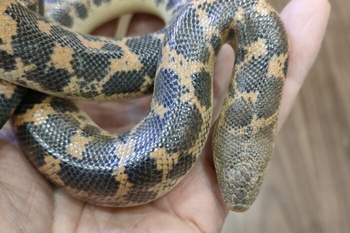 ミューラーサンドボア