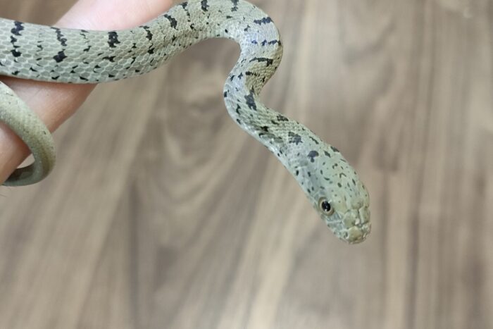 ユンナンシュウダ