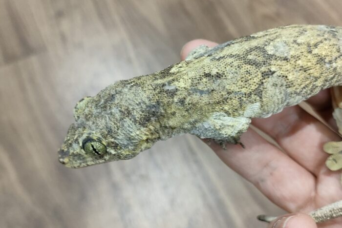 ハルマヘラジャイアントゲッコー