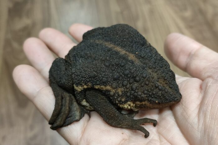 ヨリハナガマ ♀