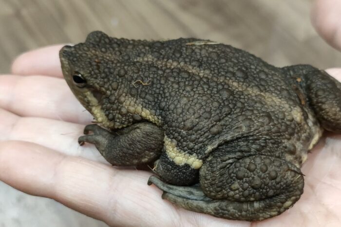 ヨリハナガマ ♂