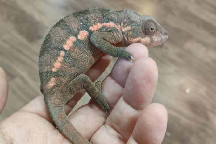 パンサーカメレオン(アンビローブレッド) ♀