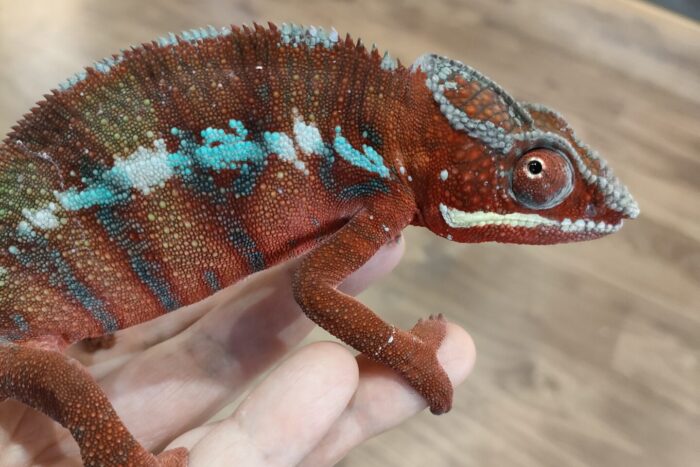 パンサーカメレオン(アンビローブレッド) ♂
