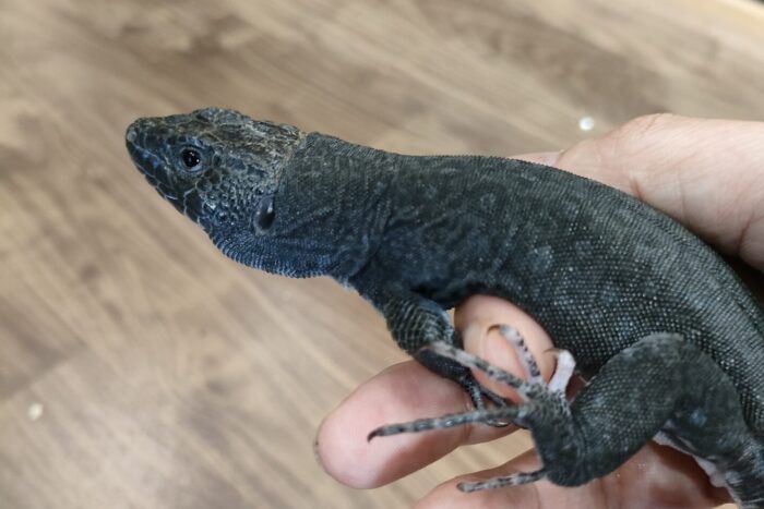 ホウセキカナヘビ(メラニスティック)