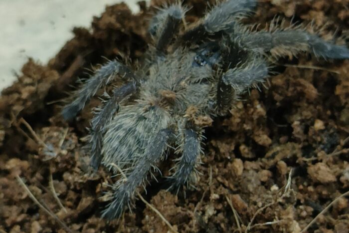 ラムドンアースタイガー