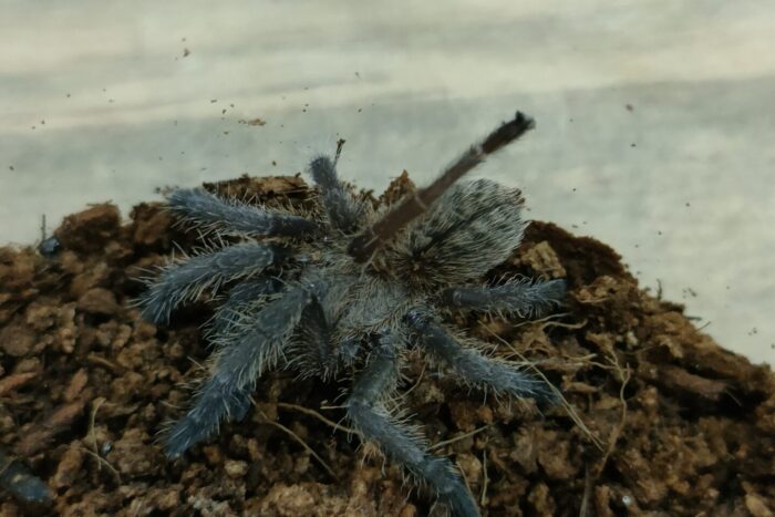 ラムドンアースタイガー