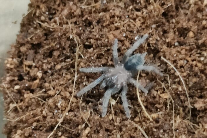 グアテマラタイガーランプ