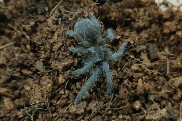 ロンアンアースタイガー