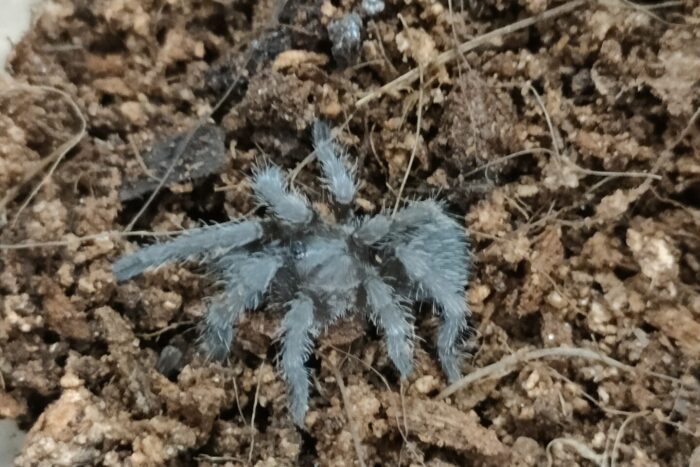 ロンアンアースタイガー