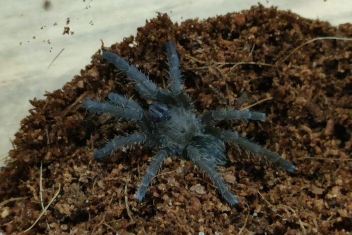 ロンアンアースタイガー