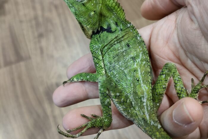 ボルネオドリアエモリドラゴン ♀