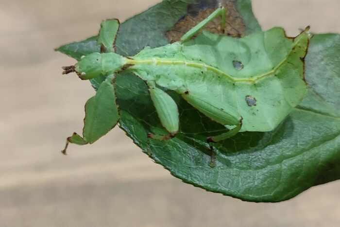 コノハムシ(ウエストウッディ)