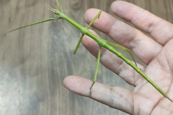 アマミトガリナナフシ