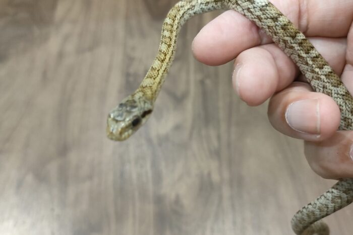 アオダイショウ