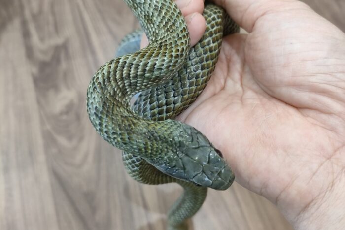 アオダイショウ(エゾ)