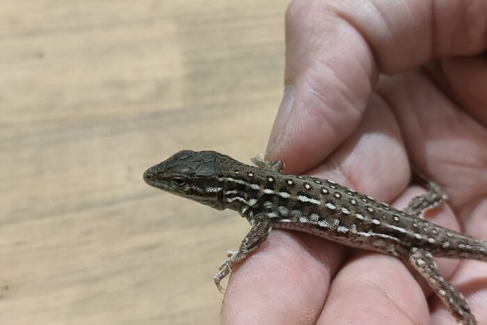 アルグスソウゲンカナヘビ