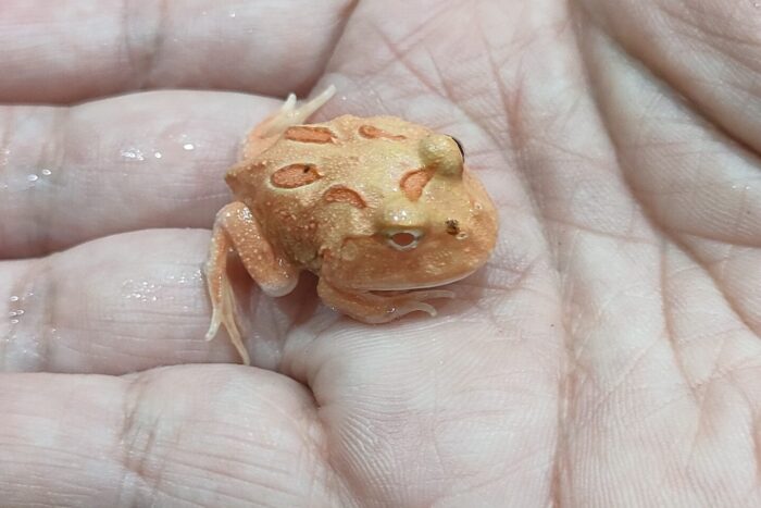 クランウェルツノガエル(ストロベリー)
