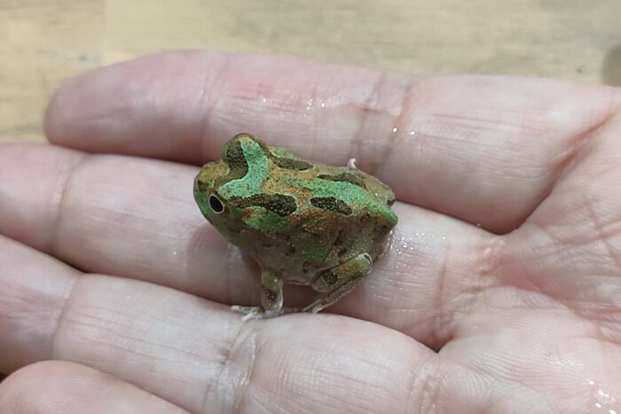 チャコガエル