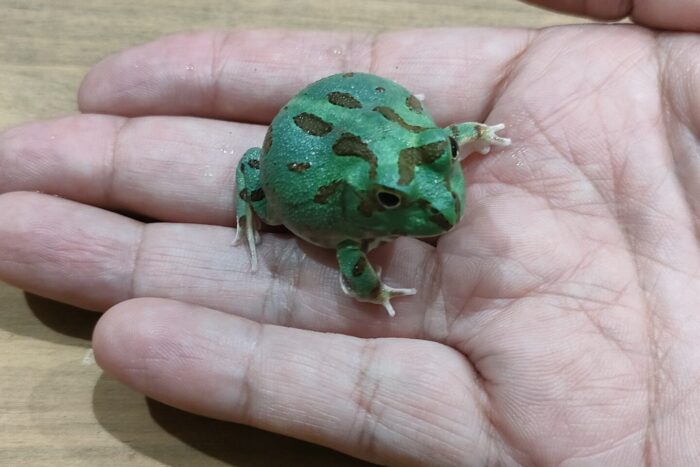 チャコガエル