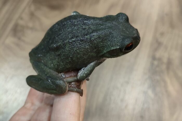 モリアオガエル