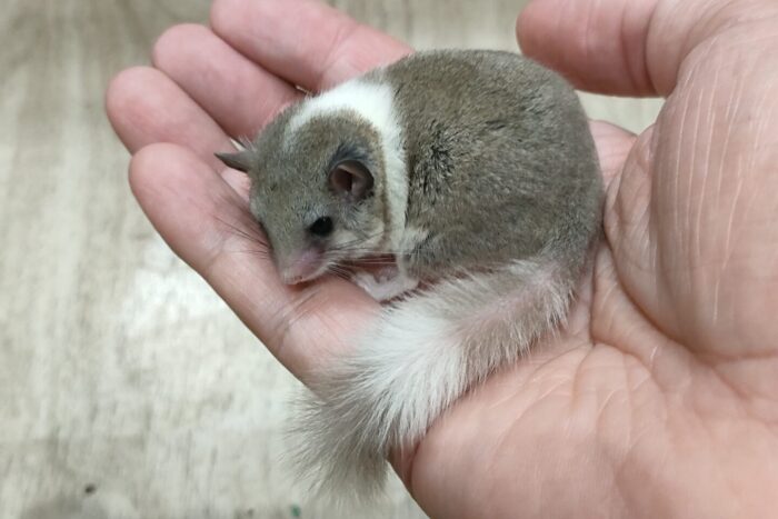 アフリカヤマネ　♂