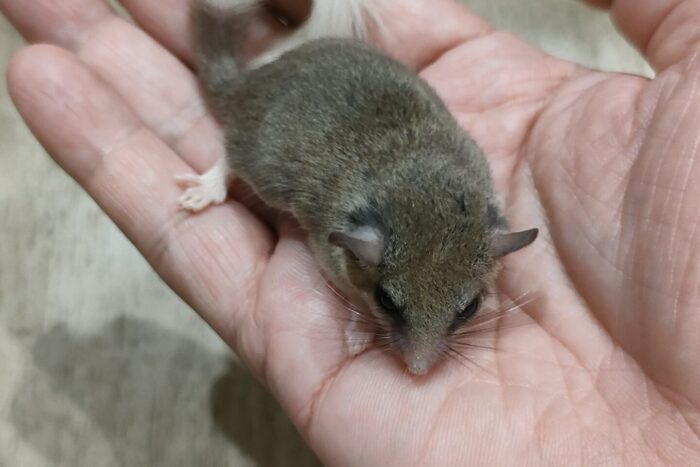 アフリカヤマネ　♀