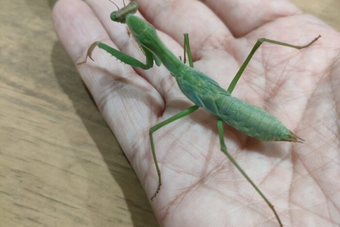 ザンビアマンティス
