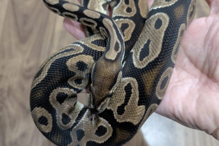 ボールパイソン(グラベル) ♀